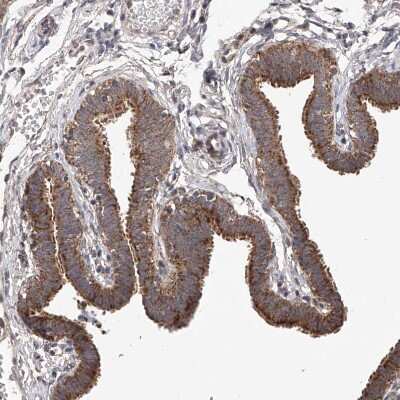 Immunohistochemistry-Paraffin: SDHAF4 Antibody [NBP1-86324]