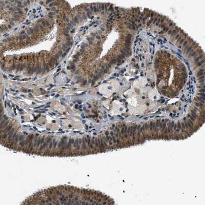 Immunohistochemistry-Paraffin: GPALPP1 Antibody [NBP1-84240]
