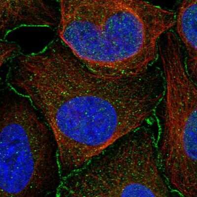 Immunocytochemistry/ Immunofluorescence: ARMC12 Antibody [NBP1-82059]