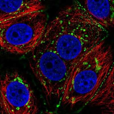Immunocytochemistry/ Immunofluorescence: CCDC170 Antibody [NBP2-37860]