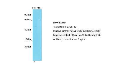 Western Blot: C7orf26 Antibody [NBP2-84567]