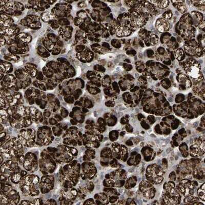 Immunohistochemistry-Paraffin: ZBED6 C-Terminal Like Antibody [NBP1-86035]
