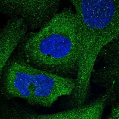 Immunocytochemistry/ Immunofluorescence: FAM221A Antibody [NBP1-90513]