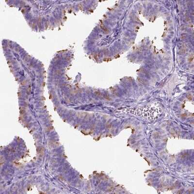 Immunohistochemistry-Paraffin: C7orf57 Antibody [NBP1-91074]