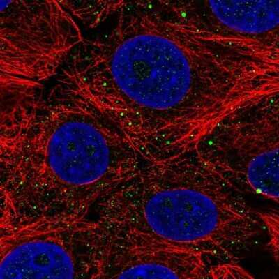 Immunocytochemistry/ Immunofluorescence: C7orf61 Antibody [NBP2-32540]
