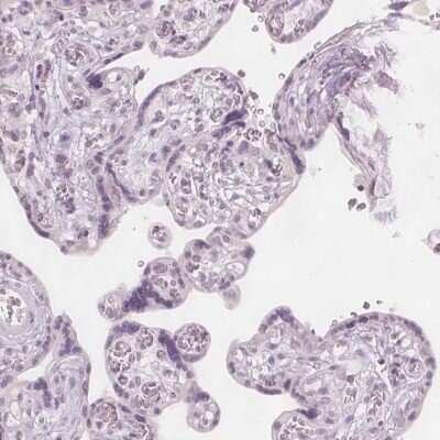 Immunohistochemistry-Paraffin: Glutamate Rich 5 Antibody [NBP1-93790]