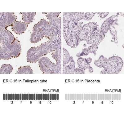 Immunohistochemistry-Paraffin: Glutamate Rich 5 Antibody [NBP1-93790]
