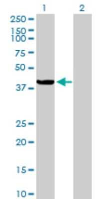 Western Blot: ARHGEF39 Antibody [H00084904-B01P]