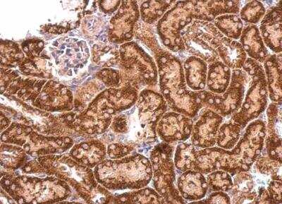 Immunohistochemistry-Paraffin: SPOUT1 Antibody [NBP2-15653]