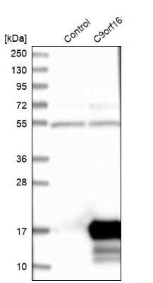 Western Blot: C9orf16 Antibody [NBP1-83955]