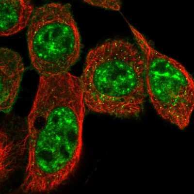 Immunocytochemistry/ Immunofluorescence: Cysteine Rich Tail 1 Antibody [NBP1-81056]