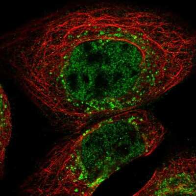 Immunocytochemistry/ Immunofluorescence: FAM219A Antibody [NBP1-88741]