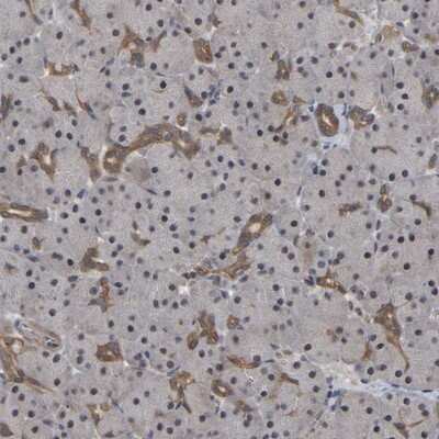 Immunohistochemistry-Paraffin: FAM219A Antibody [NBP1-88741]