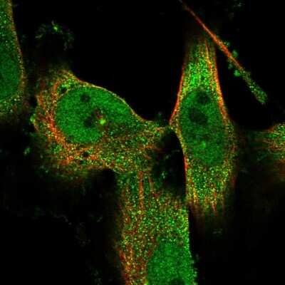 Immunocytochemistry/ Immunofluorescence: C9orf40 Antibody [NBP1-90447]