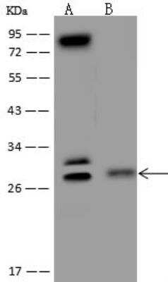 Western Blot: C9orf40 Antibody [NBP3-05929]