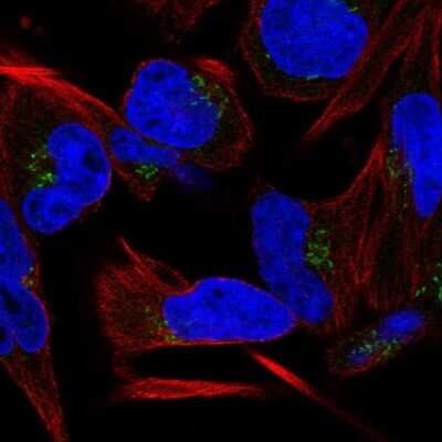 Immunocytochemistry/ Immunofluorescence: C9orf64 Antibody [NBP2-55699]