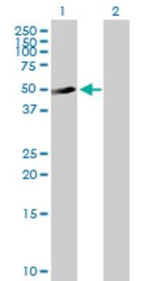 Western Blot: SPATA6L Antibody [H00055064-B01P]