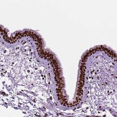 Immunohistochemistry-Paraffin: TMEM250 Antibody [NBP2-49472]