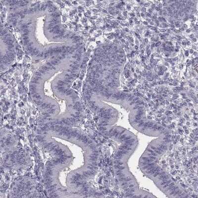 Immunohistochemistry-Paraffin: C9orf9 Antibody [NBP1-90933]