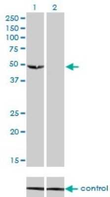 Western Blot: Adenylate Kinase 8 Antibody (3B8) [H00158067-M01]