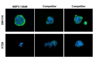 Immunocytochemistry/ Immunofluorescence: CA19-9/Sialyl Lewis A Antibody (GT174) [NBP3-13649]