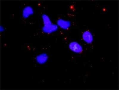 Proximity Ligation Assay: CAB39 Antibody [H00051719-B01P]