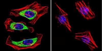 Immunocytochemistry/ Immunofluorescence: CACNA2D1 Antibody (20A) [NB120-2864]