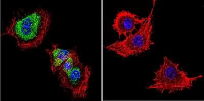 Immunocytochemistry/ Immunofluorescence: CACNA2D1 Antibody (20A) [NB120-2864]