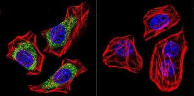 Immunocytochemistry/ Immunofluorescence: CACNA2D1 Antibody (20A) [NB120-2864]