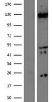 Western Blot: CACNA2D1 Overexpression Lysate [NBP2-08998]