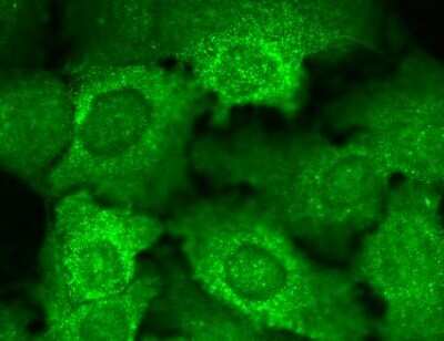 Immunocytochemistry/ Immunofluorescence: CACNB2 Antibody (N8b/1) [NBP1-47607]