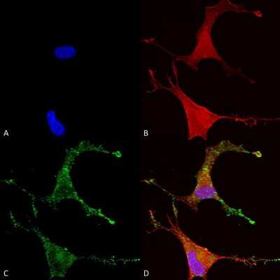 Immunocytochemistry/ Immunofluorescence: CACNB2 Antibody (N8b/1) [NBP1-47607]
