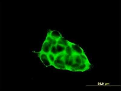 Immunocytochemistry/ Immunofluorescence: CACNG3 Antibody [H00010368-B01P]