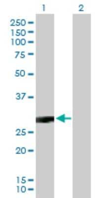 Western Blot: CACNG3 Antibody [H00010368-B01P]