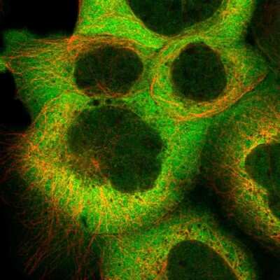 Immunocytochemistry/ Immunofluorescence: CACYBP Antibody [NBP1-87104]