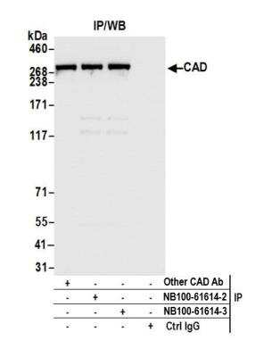 Immunoprecipitation: CAD Antibody [NB100-61614]