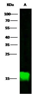 Western Blot: CALML3 Antibody [NBP3-00001]