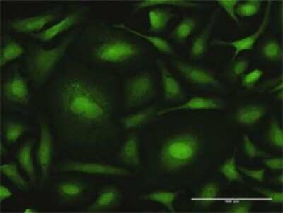 Immunocytochemistry/ Immunofluorescence: CALML6 Antibody [H00163688-D01P]