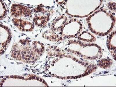 Immunohistochemistry-Paraffin: CAMLG Antibody (OTI1A3) [NBP2-01801]