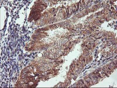 Immunohistochemistry: CAMLG Antibody (OTI1A3) - Azide and BSA Free [NBP2-70331]