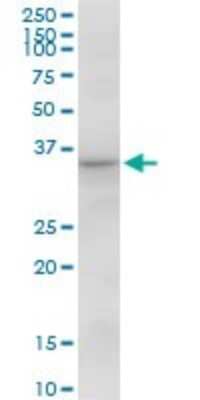 Western Blot: CAMLG Antibody [H00000819-B01P]