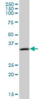Western Blot: CAMLG Antibody [H00000819-B01P]