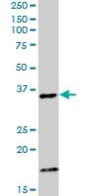 Western Blot: CAMLG Antibody [H00000819-D01P]