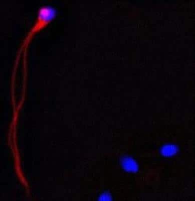 Immunocytochemistry/ Immunofluorescence: CAMP/Cathelicidin Antibody (OSX12) [NBP1-46781]