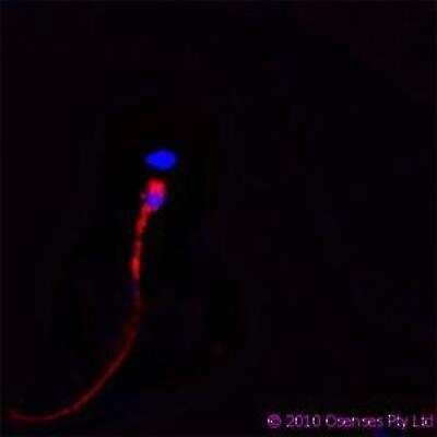 Immunocytochemistry/ Immunofluorescence: CAMP/Cathelicidin Antibody (OSX12) [NBP1-46781]