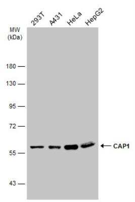 Western Blot: CAP1 Antibody [NBP1-31718]
