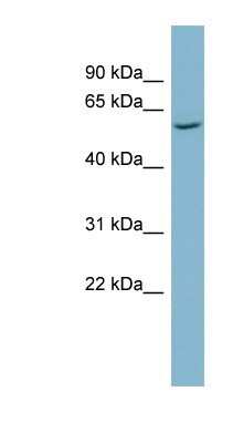 Western Blot: CAP1 Antibody [NBP1-58320]
