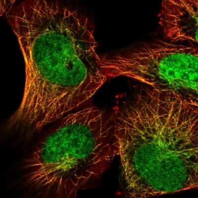Immunocytochemistry/ Immunofluorescence: CAPSL Antibody [NBP2-32387]