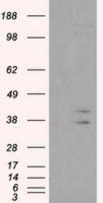 Western Blot: CAPZA1 Antibody (OTI2G4)Azide and BSA Free [NBP2-70336]