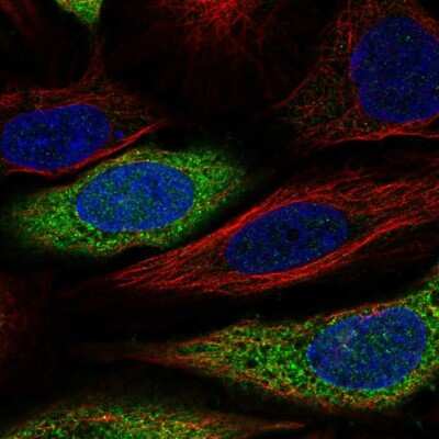Immunocytochemistry/ Immunofluorescence: CAPZA2 Antibody [NBP2-58907]